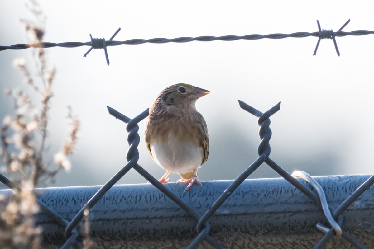 Grasshopper Sparrow - ML513101951