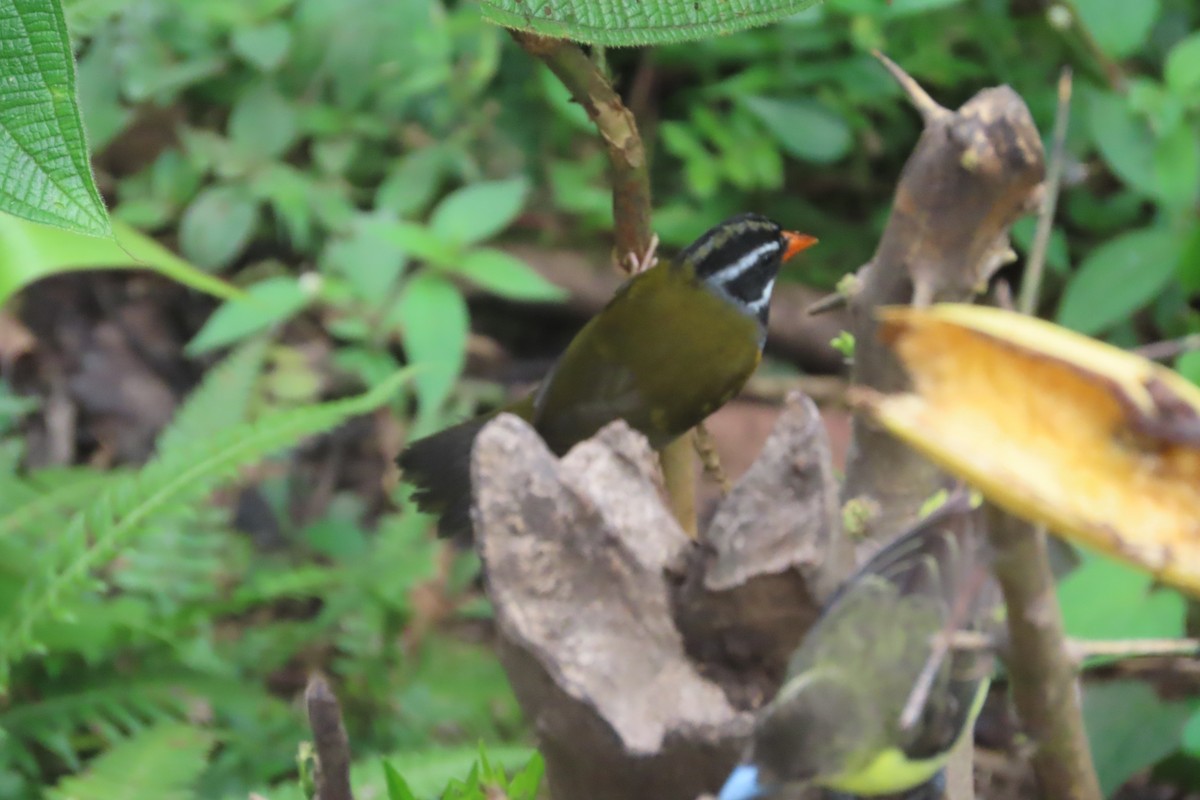 Cerquero Piquinaranja (grupo aurantiirostris) - ML513106191