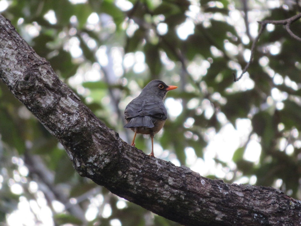 Abyssinian Thrush - ML513106521