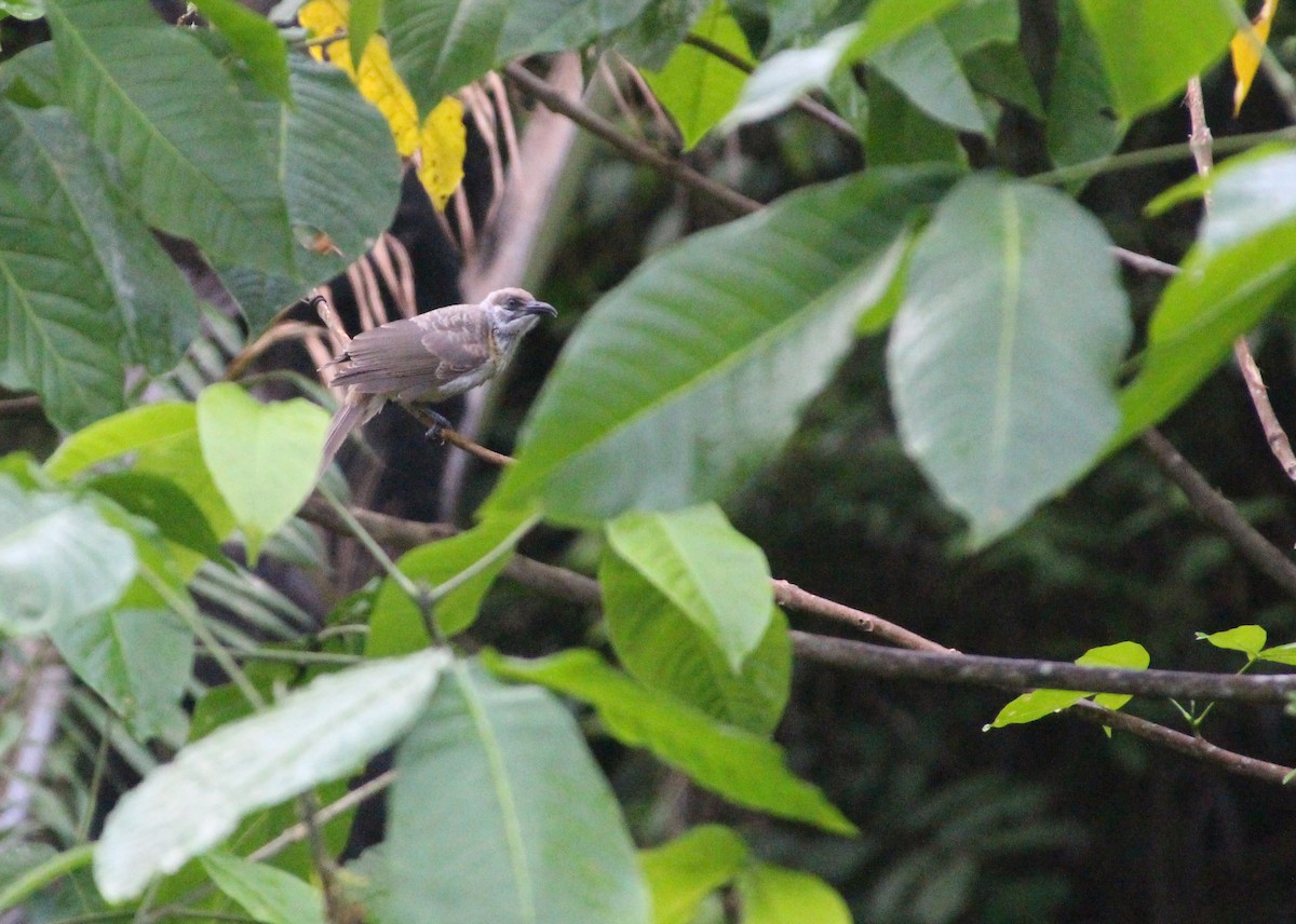 Timor Friarbird - ML513107521