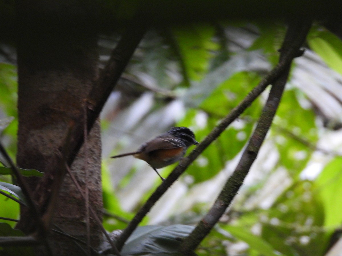Guianan Warbling-Antbird - ML513107651