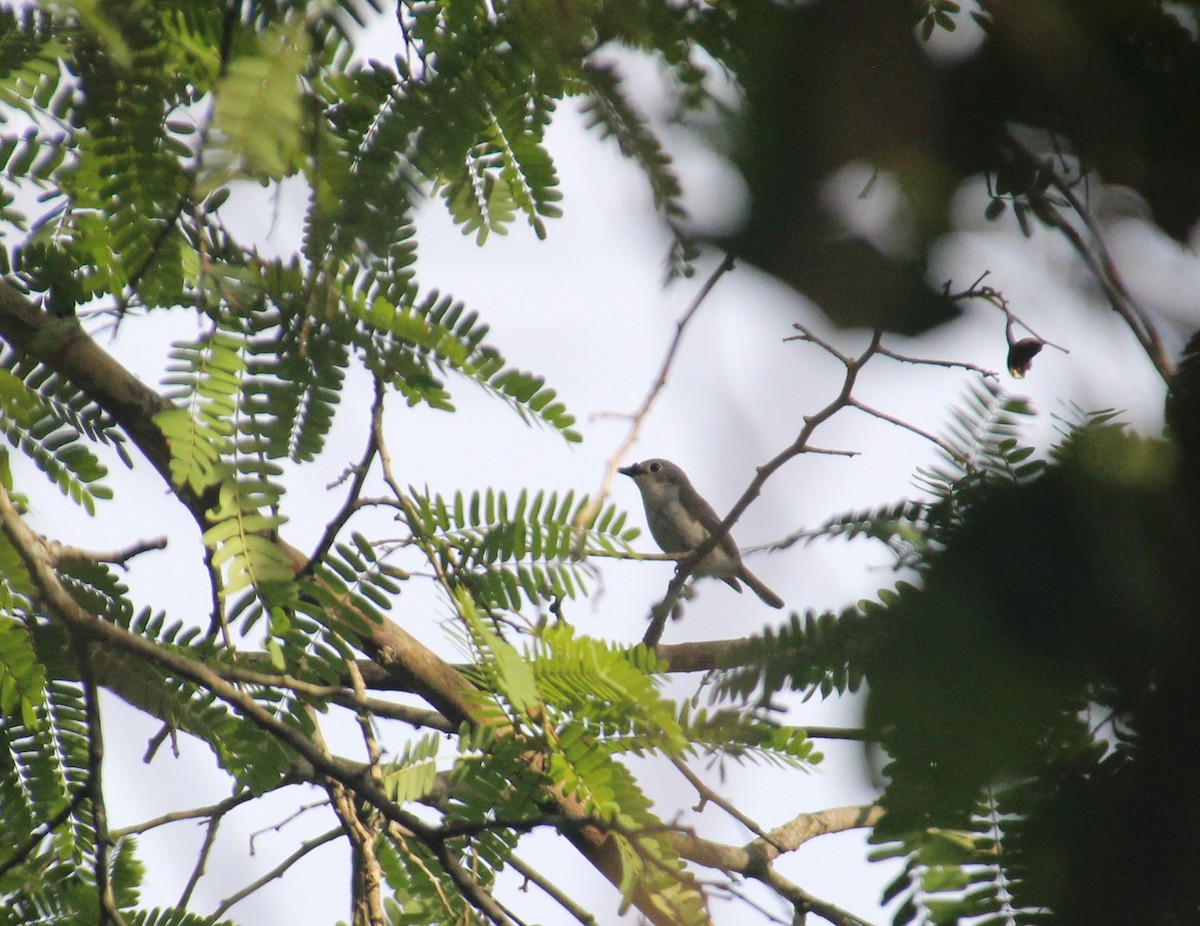 Little Pied Flycatcher - ML513107761