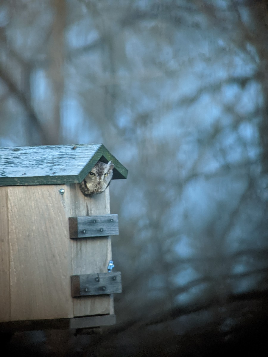 Eastern Screech-Owl - ML513107811