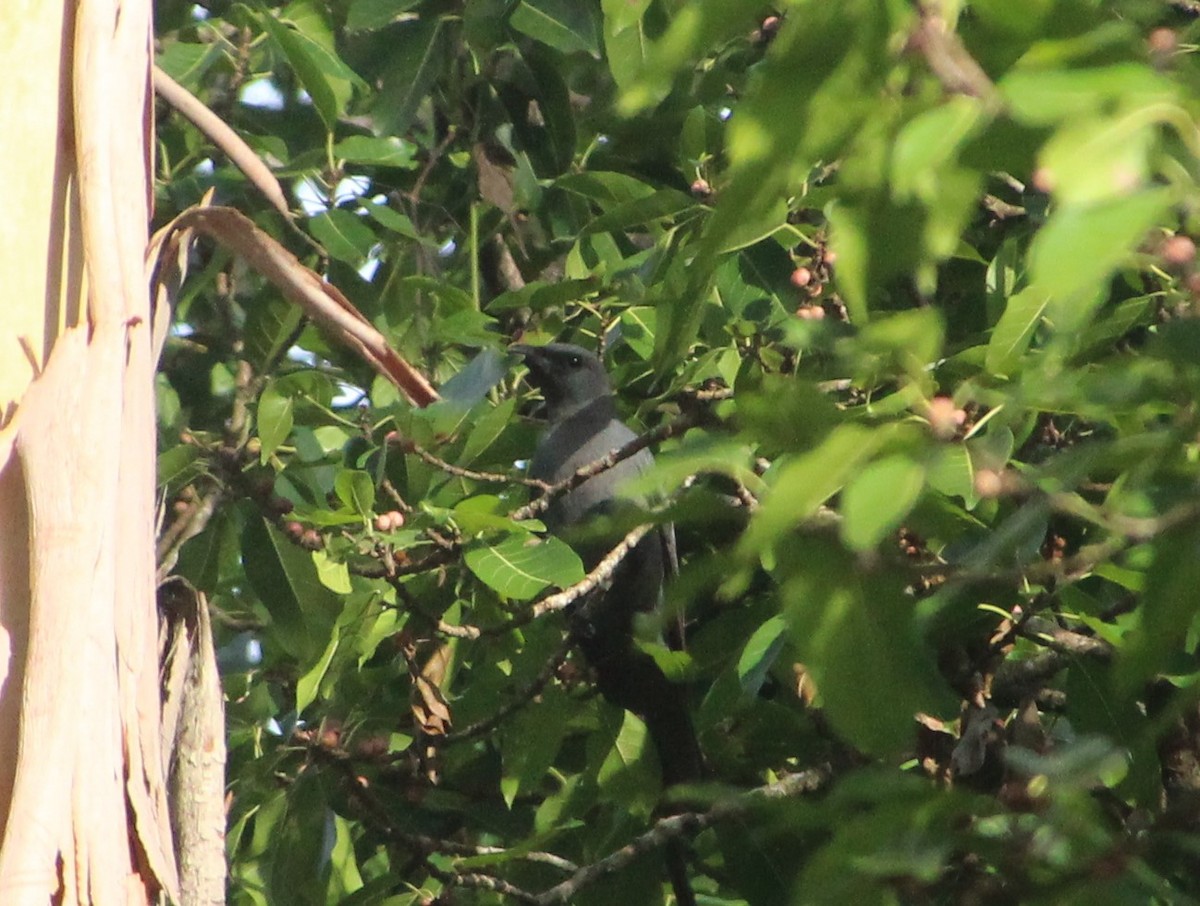 Wallacean Cuckooshrike - ML513107821