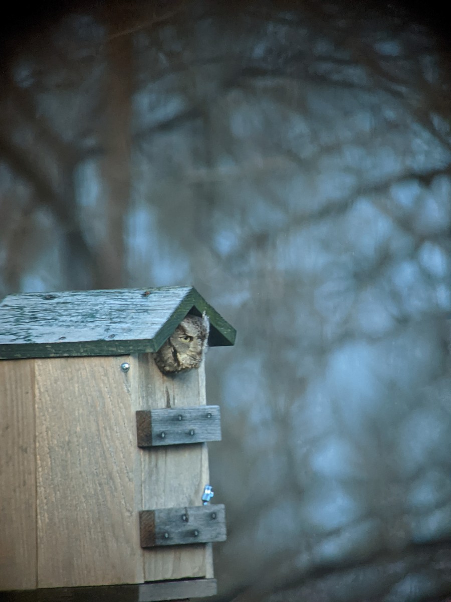 Eastern Screech-Owl - ML513107851