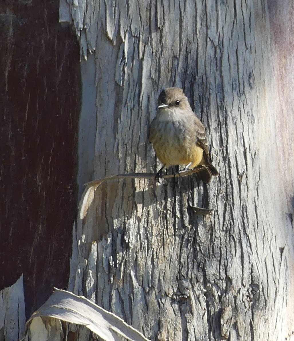 Vermilion Flycatcher - ML513107911