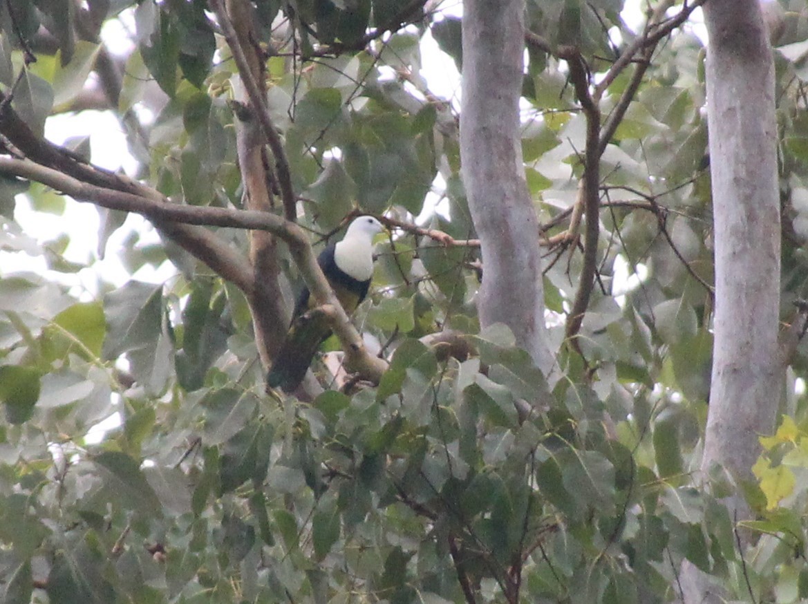 Black-backed Fruit-Dove - ML513107921