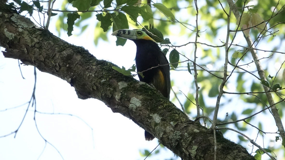 Toucanet à bec tacheté - ML513108451