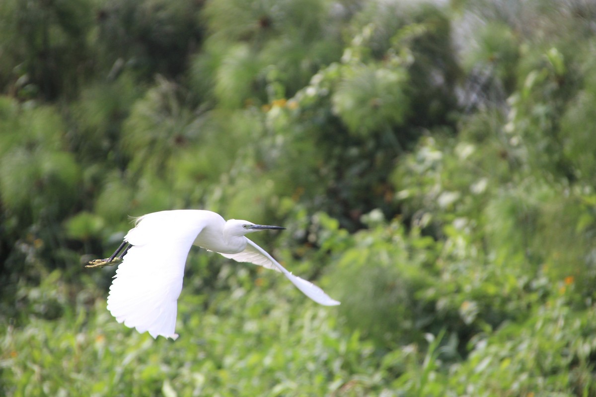 Little Egret - ML513108531