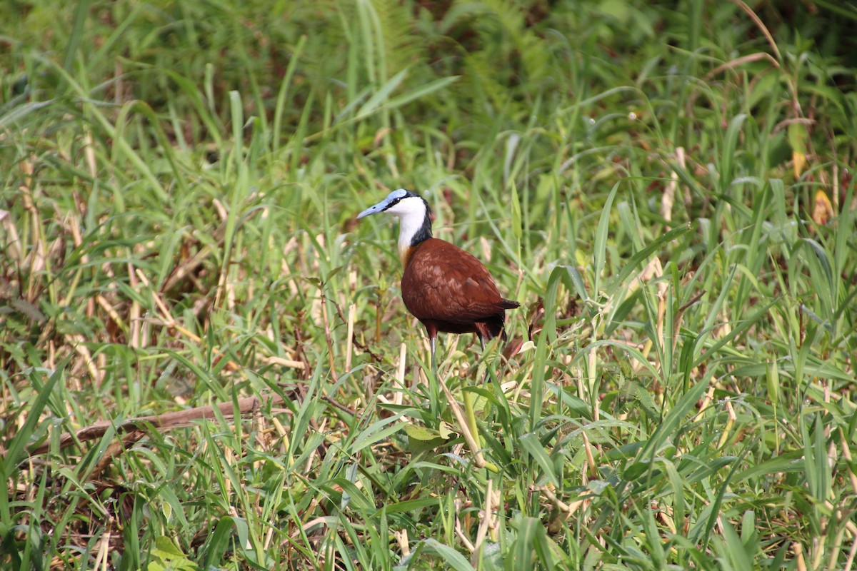 African Jacana - ML513108541