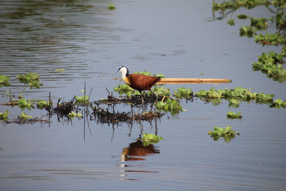 African Jacana - ML513108561