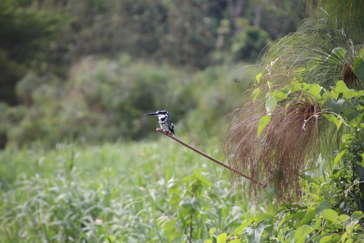 Pied Kingfisher - ML513108601