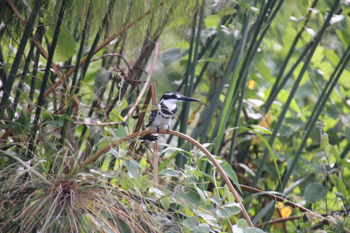 Pied Kingfisher - ML513108671
