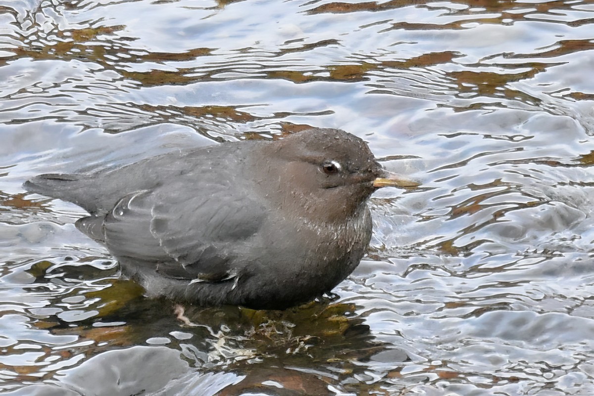 American Dipper - ML513108701