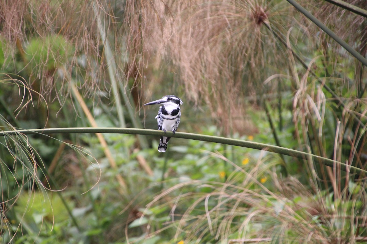 Pied Kingfisher - ML513108781