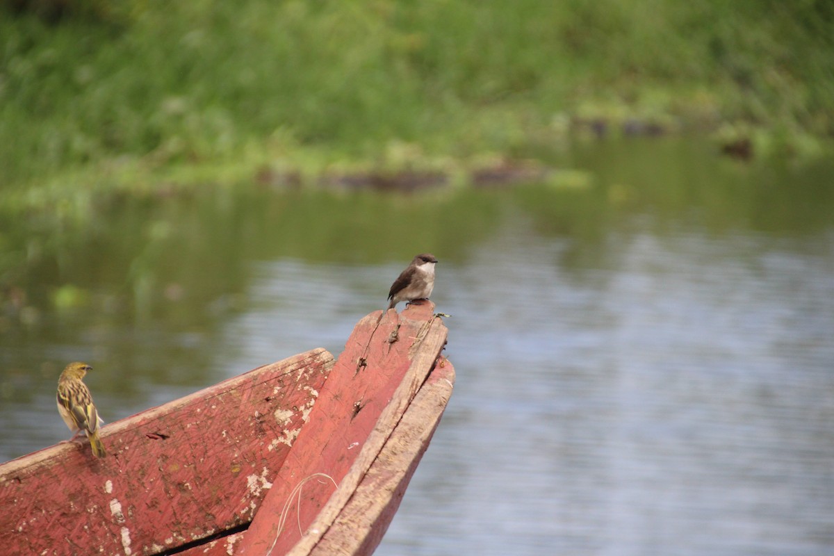 Swamp Flycatcher - ML513108911