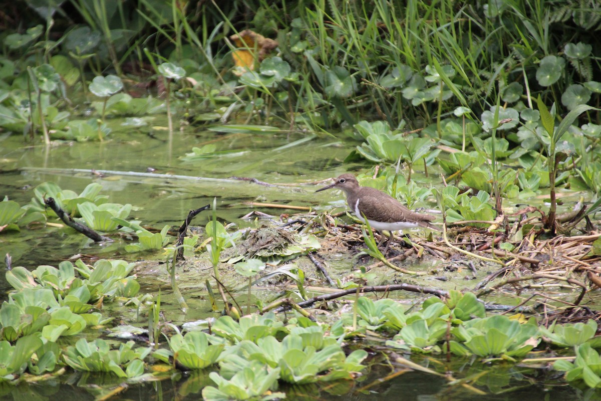 Common Sandpiper - ML513108951
