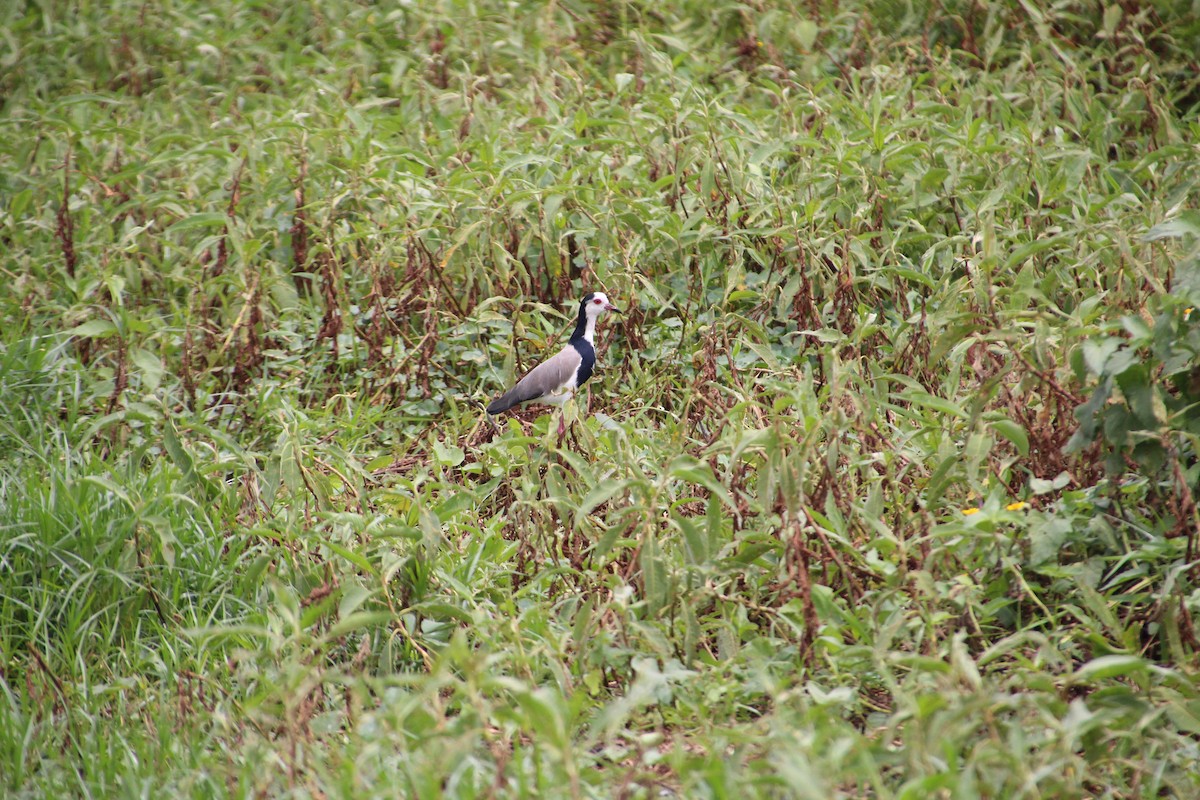 Long-toed Lapwing - ML513109071