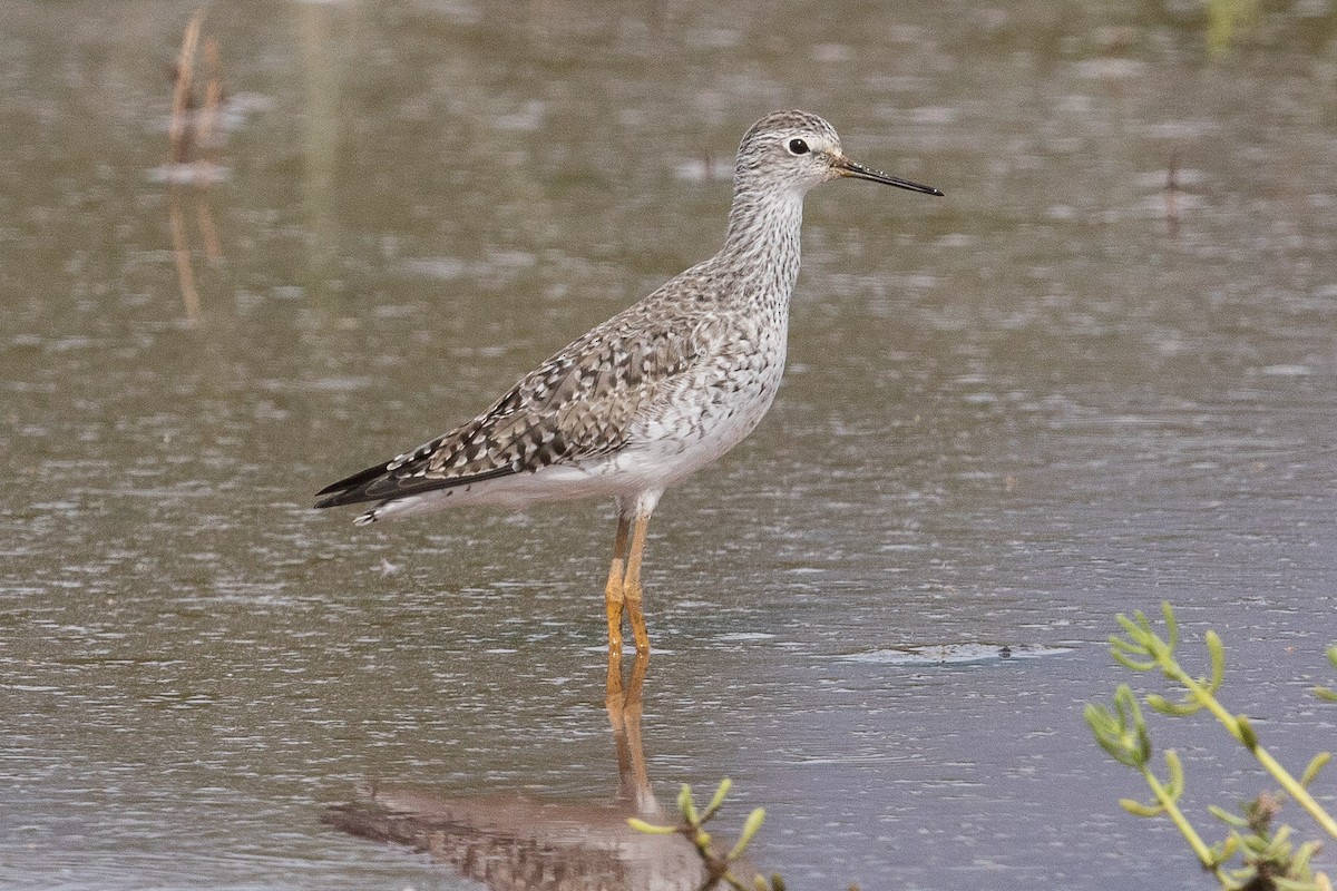 Lesser Yellowlegs - ML51310991