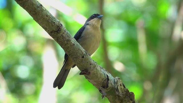 ヒゲフウキンチョウ - ML513110721