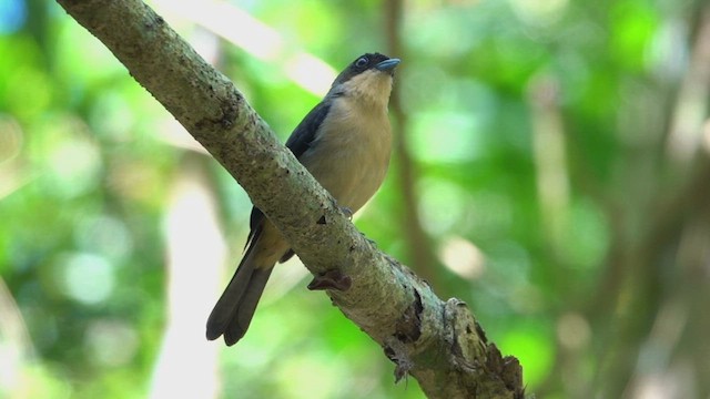 Black-goggled Tanager - ML513110721