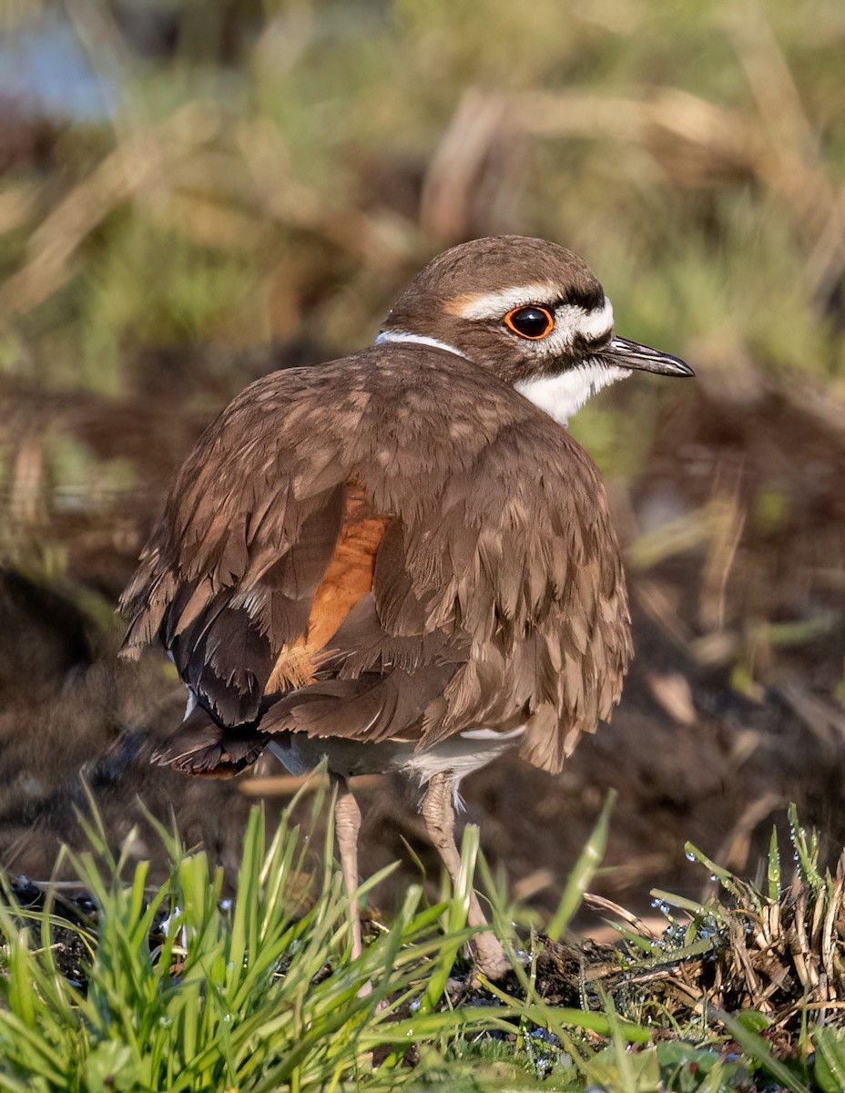 Killdeer - ML513111111