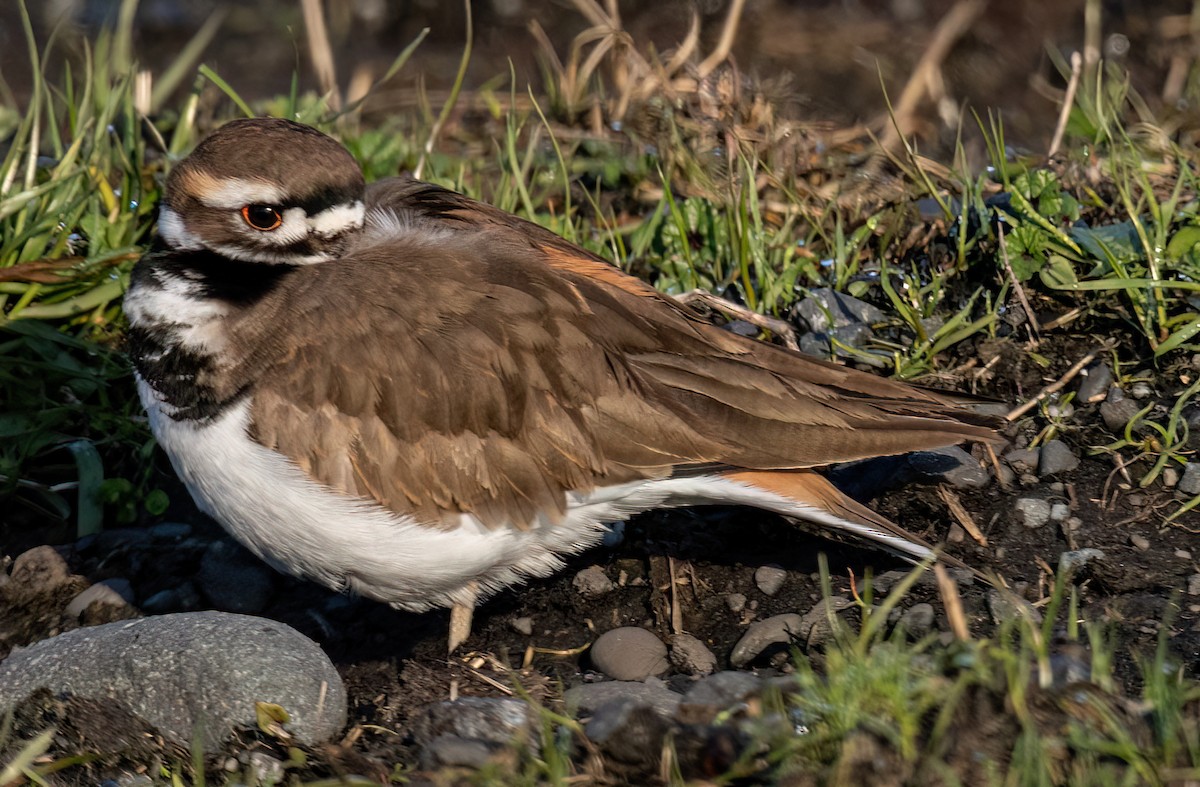 Killdeer - ML513111121