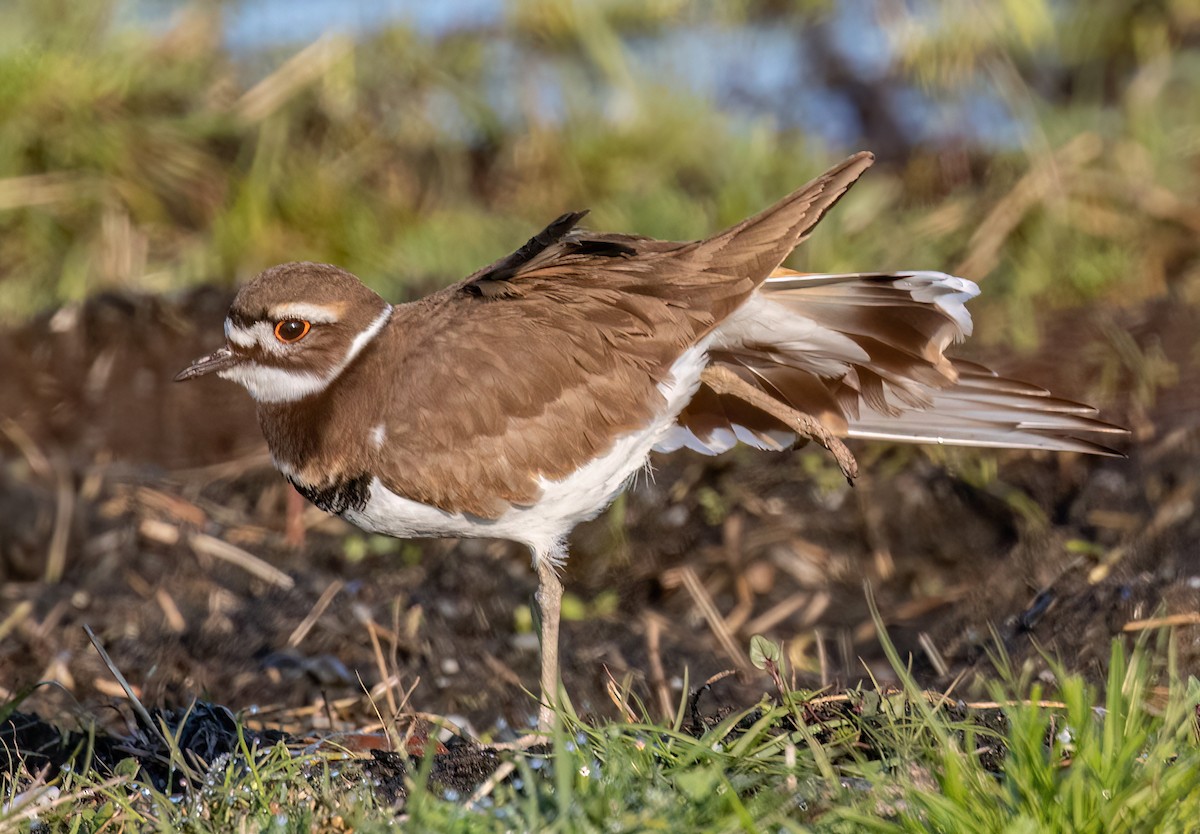 Killdeer - ML513111131