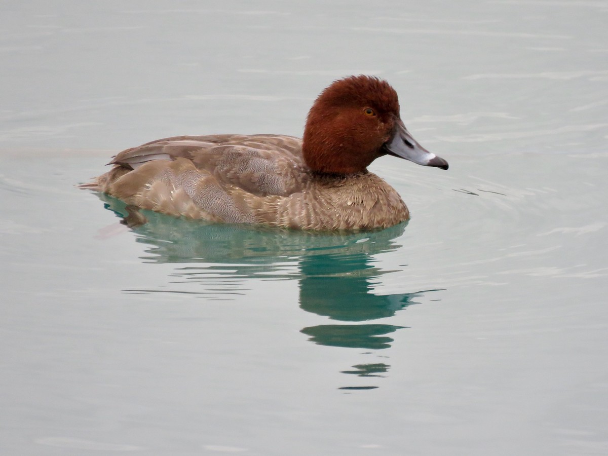 Redhead - Claire  Halpin