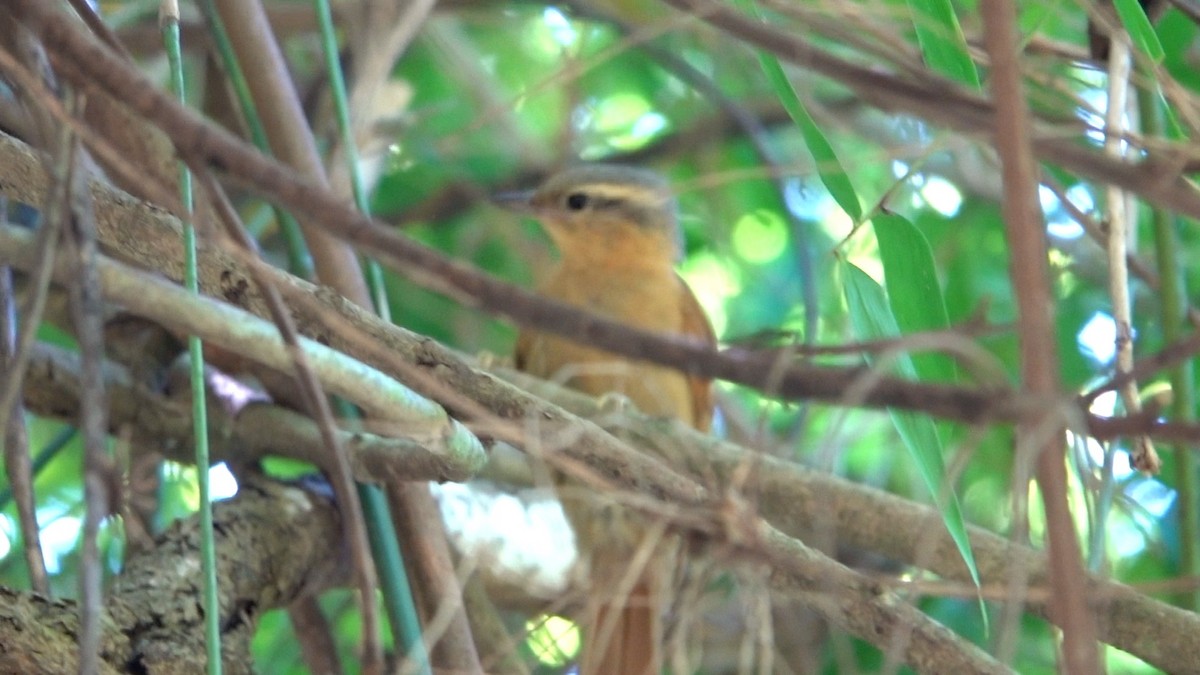 Ochre-breasted Foliage-gleaner - ML513111791