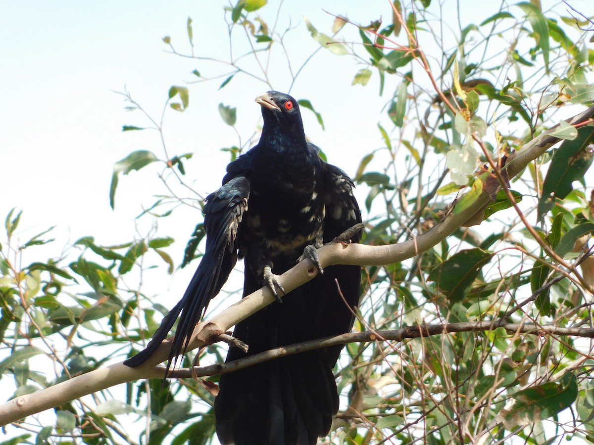 Pacific Koel - ML513112131