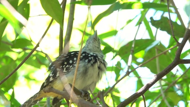 Spot-backed Antshrike - ML513112601