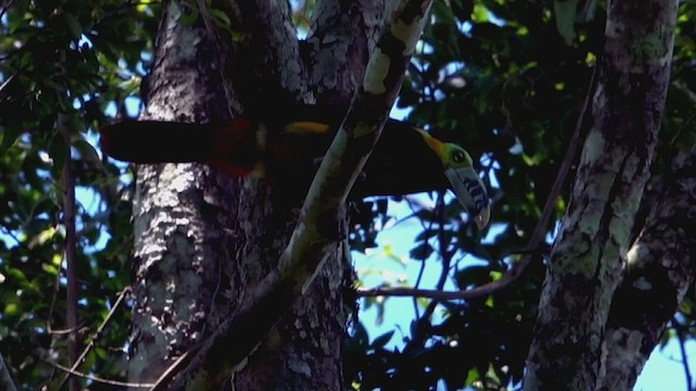 Toucanet à bec tacheté - ML513113411