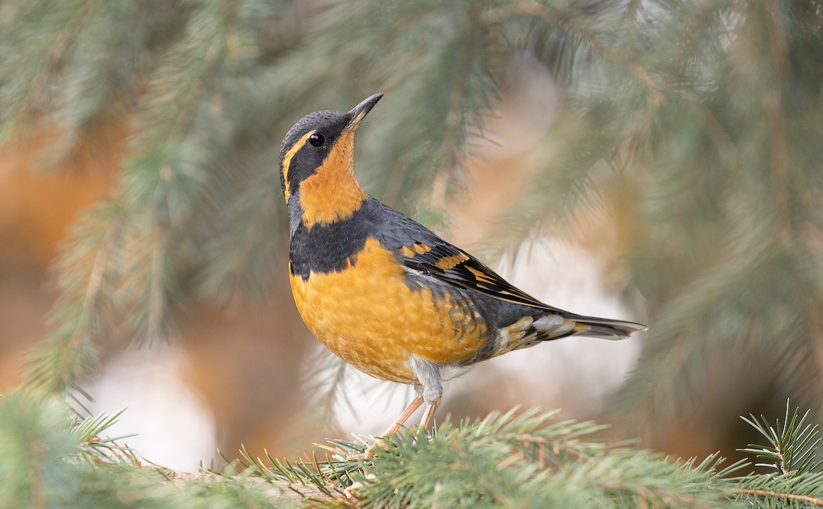 Varied Thrush - ML513115951