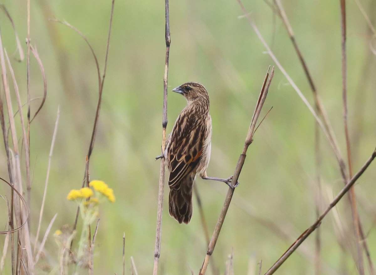 Marsh Widowbird - ML513117391