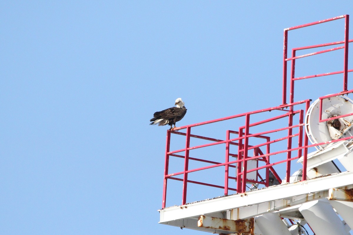 Bald Eagle - ML513117941