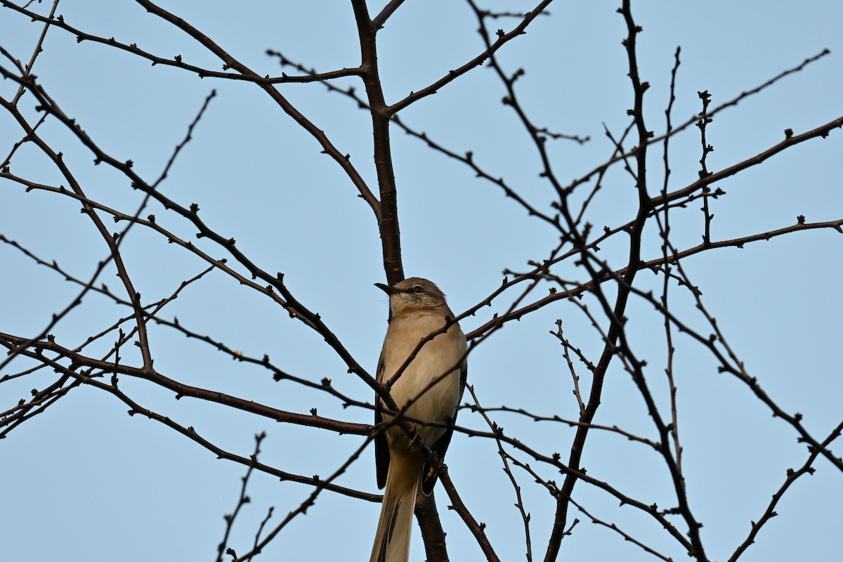 Northern Mockingbird - ML513117981