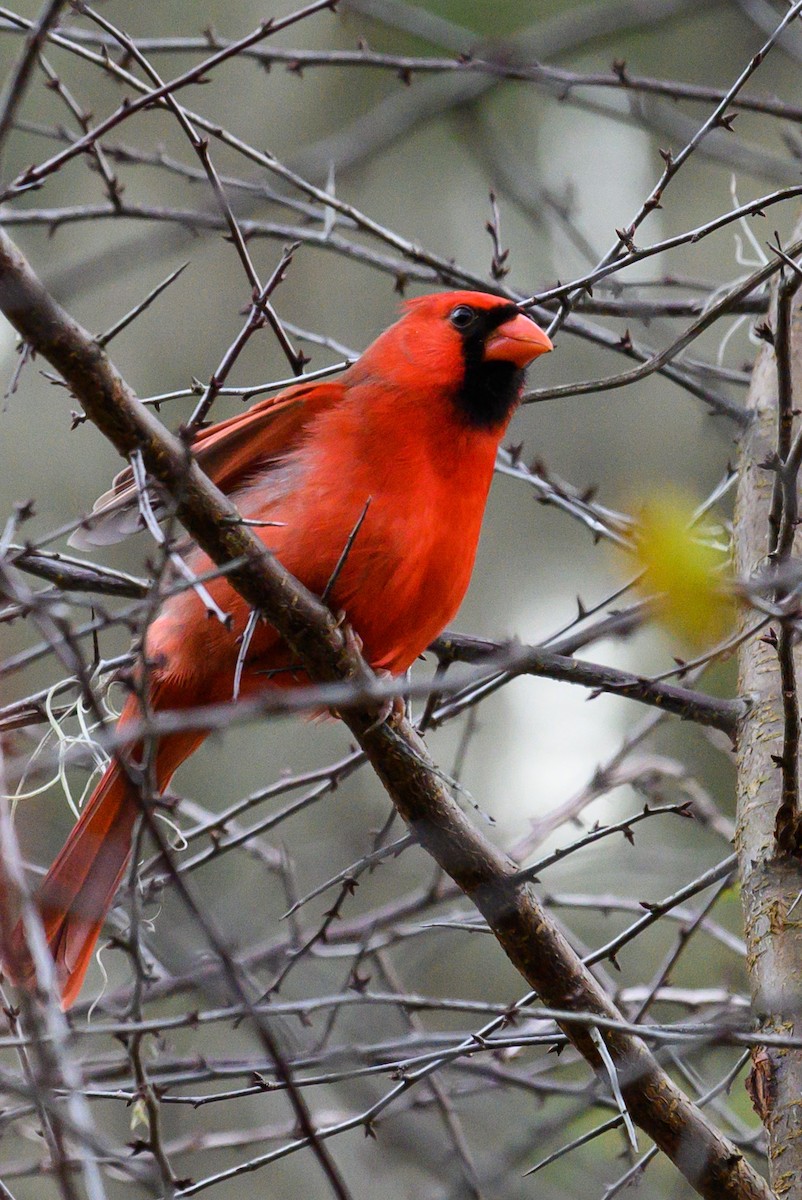 Northern Cardinal - ML513118001