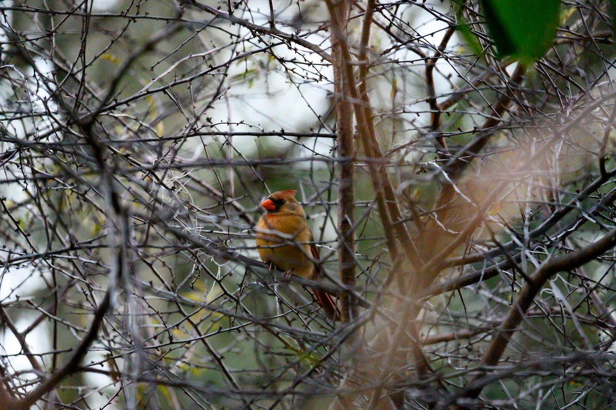 Northern Cardinal - ML513118331