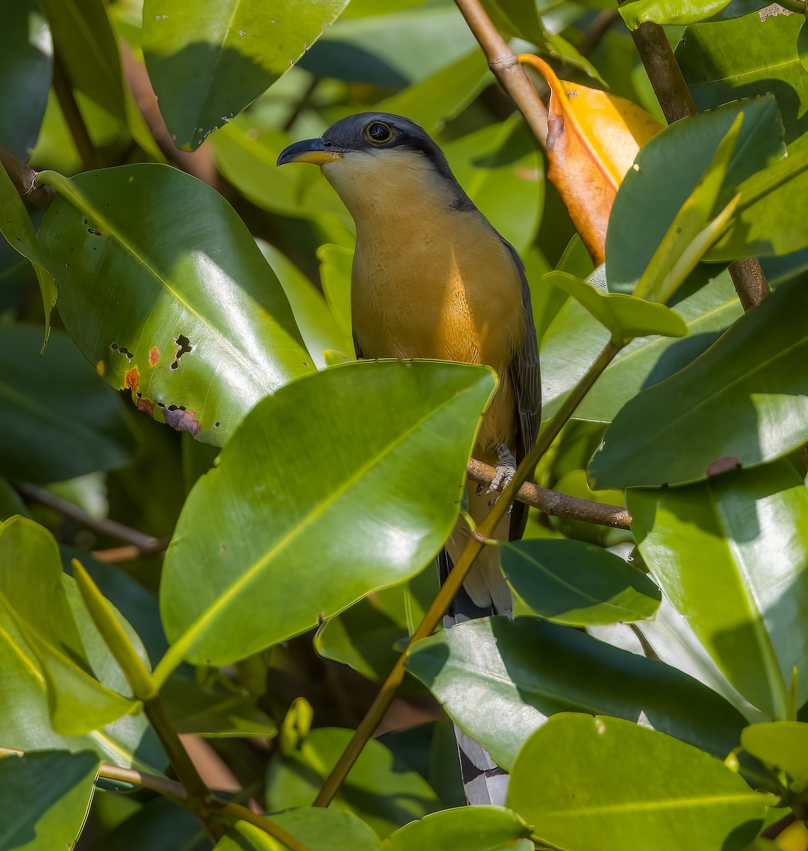 Mangrove Cuckoo - ML513118591
