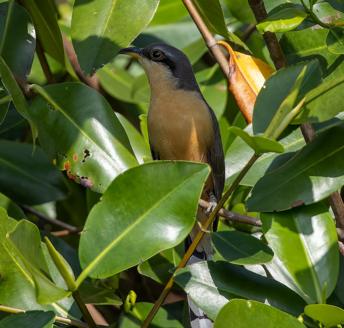 Mangrove Cuckoo - ML513118601