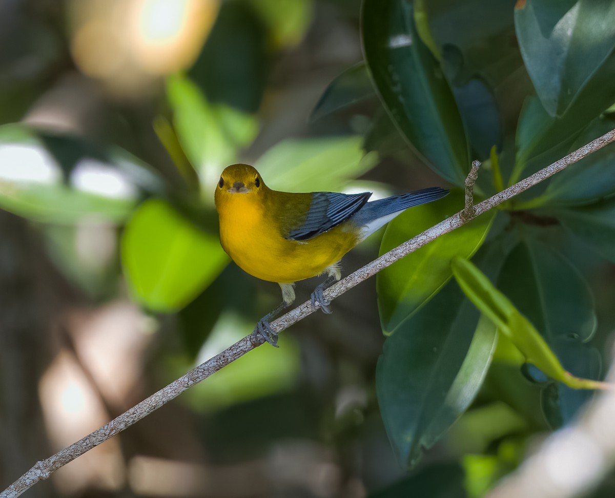 Prothonotary Warbler - ML513118791