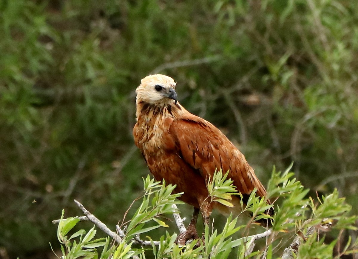 Black-collared Hawk - ML513119031