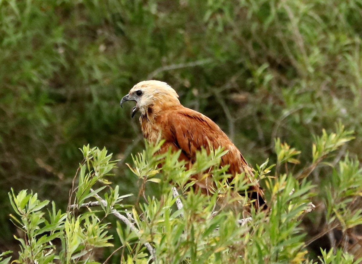 Black-collared Hawk - Ricardo Battistino