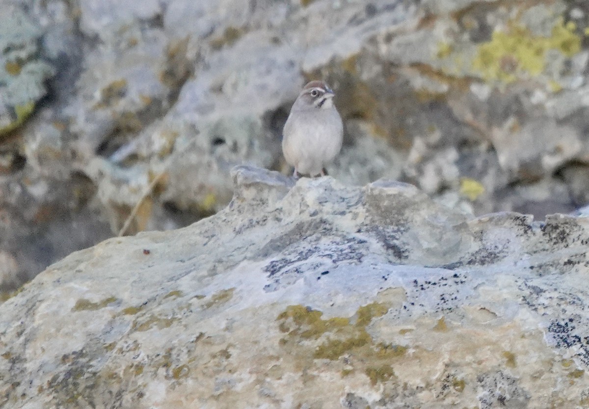 Rufous-crowned Sparrow - ML513119721