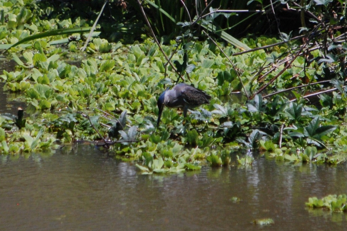 Striated Heron - ML513119981