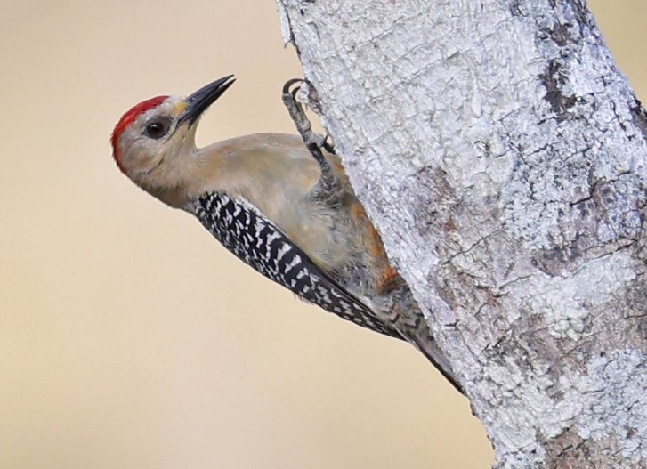 Red-crowned Woodpecker - ML513120641