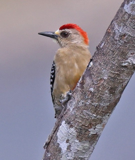 Red-crowned Woodpecker - ML513120651