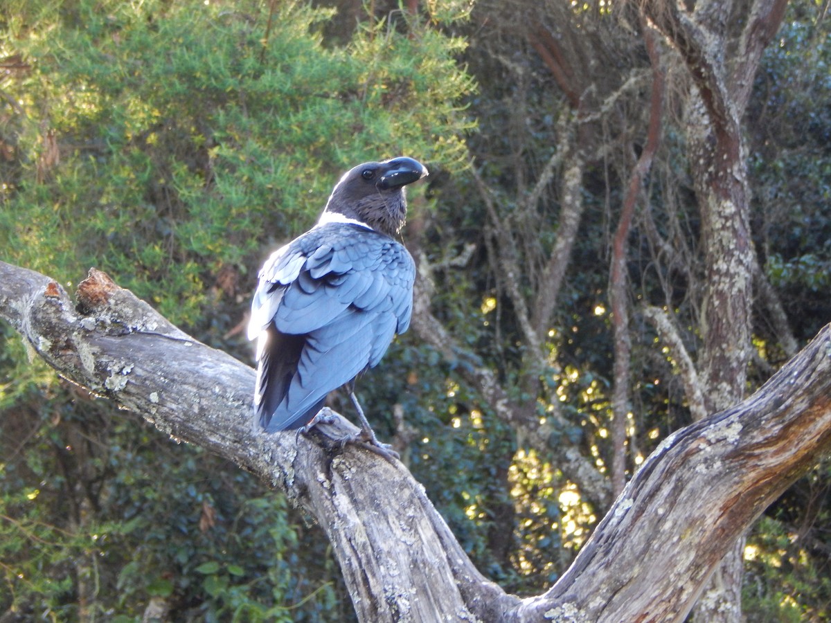 White-necked Raven - ML513120971