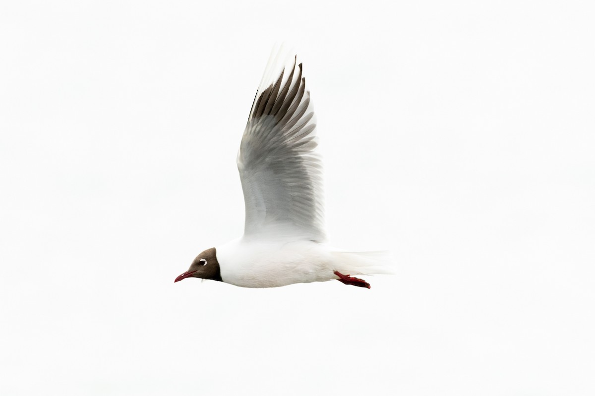 Brown-hooded Gull - ML513121301